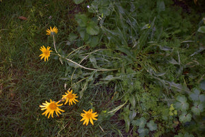 Growth habit of Narrowleafed Mule’s Ear (Wyethia angustifolia) in a partially shaded spot. One of 100+ species of Pacific Northwest native plants available at Sparrowhawk Native Plants, Native Plant Nursery in Portland, Oregon.