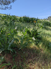 Load image into Gallery viewer, Green, erect tufts of narrow-leaved mule’s ear (Wyethia angustifolia) foliage in a meadow. One of approximately 200 species of Pacific Northwest native plants available at Sparrowhawk Native Plants, Native Plant Nursery in Portland, Oregon.