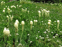Load image into Gallery viewer, An expansive and wild meadow full of flowering bear grass (Xerophyllum tenax). One of 100+ species of Pacific Northwest native plants available at Sparrowhawk Native Plants, Native Plant Nursery in Portland, Oregon. 