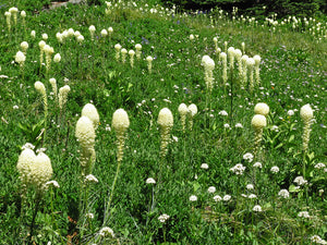 An expansive and wild meadow full of flowering bear grass (Xerophyllum tenax). One of 100+ species of Pacific Northwest native plants available at Sparrowhawk Native Plants, Native Plant Nursery in Portland, Oregon. 