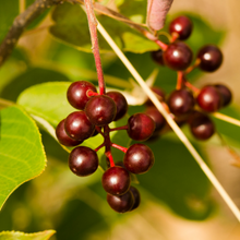 Load image into Gallery viewer, Close-up Common Chokecherry berries (Prunus virginiana). Another stunning Pacific Northwest native small tree available at Sparrowhawk Native Plants Nursery in Portland, Oregon.