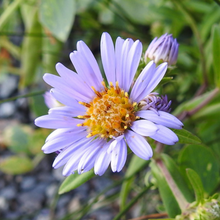 Load image into Gallery viewer, Close-up of Douglas Aster flower (Symphyotrichum subspicatum / Aster subspicatum). Another stunning Pacific Northwest native plant available at Sparrowhawk Native Plants Nursery in Portland, Oregon.
