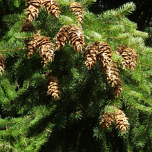 Load image into Gallery viewer, Close-up of Douglas Fir needles and cones (Pseudotsuga menziesii). Another stunning Pacific Northwest native tree available at Sparrowhawk Native Plants Nursery in Portland, Oregon.