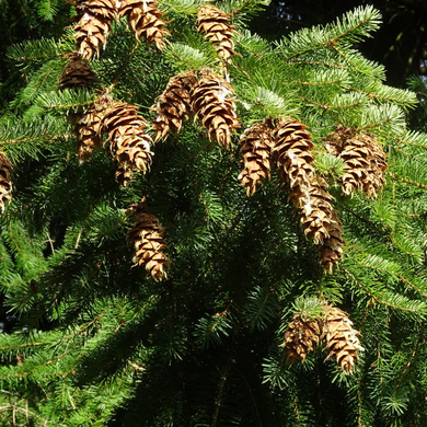 Close-up of Douglas Fir needles and cones (Pseudotsuga menziesii). Another stunning Pacific Northwest native tree available at Sparrowhawk Native Plants Nursery in Portland, Oregon.