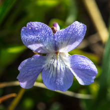 Load image into Gallery viewer, Close-up of purple Early Blue Violet flower (Viola adunca). Another stunning Pacific Northwest native plant available at Sparrowhawk Native Plants Nursery in Portland, Oregon.