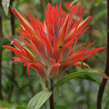 Load image into Gallery viewer, Close-up of giant red paintbrush flower (Castilleja miniata). Another stunning Pacific Northwest native plant available at Sparrowhawk Native Plants Nursery in Portland, Oregon.