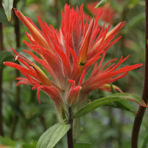 Close-up of giant red paintbrush flower (Castilleja miniata). Another stunning Pacific Northwest native plant available at Sparrowhawk Native Plants Nursery in Portland, Oregon.