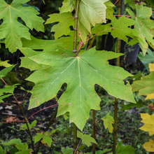 Load image into Gallery viewer, Iconic large leaf of the big leaf maple, Acer macrophyllum, another stunning Northwest Native Plant available at Sparrowhawk Native Plants Nursery in Portland, Oregon