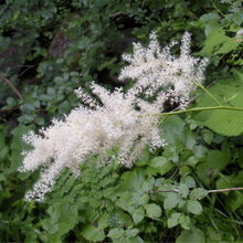 Load image into Gallery viewer, Close-up of white goatsbeard flower (Aruncus dioicus var. acuminatus). Another stunning Pacific Northwest native plant available at Sparrowhawk Native Plants Nursery in Portland, Oregon.