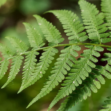 Load image into Gallery viewer, Close-up of Lady Fern (Athyrium filix-femina) frond. Another stunning Pacific Northwest native fern available at Sparrowhawk Native Plants Nursery in Portland, Oregon.