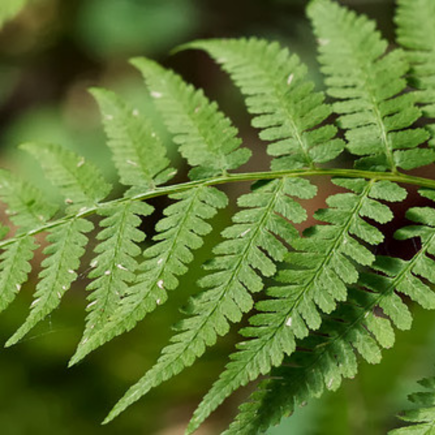 Close-up of Lady Fern (Athyrium filix-femina) frond. Another stunning Pacific Northwest native fern available at Sparrowhawk Native Plants Nursery in Portland, Oregon.