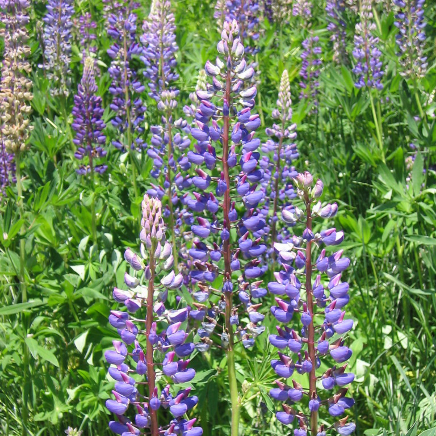 Several purple Large-leaved Lupine flowers (Lupinus polyphyllus). Another stunning Pacific Northwest native plant available at Sparrowhawk Native Plants Nursery in Portland, Oregon.