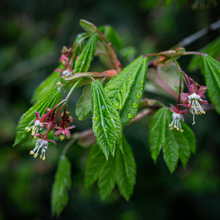Load image into Gallery viewer, Young leaves and flowers of Vine Maple (Acer circinatum). Another stunning Pacific Northwest native tree available at Sparrowhawk Native Plants Nursery in Portland, Oregon.