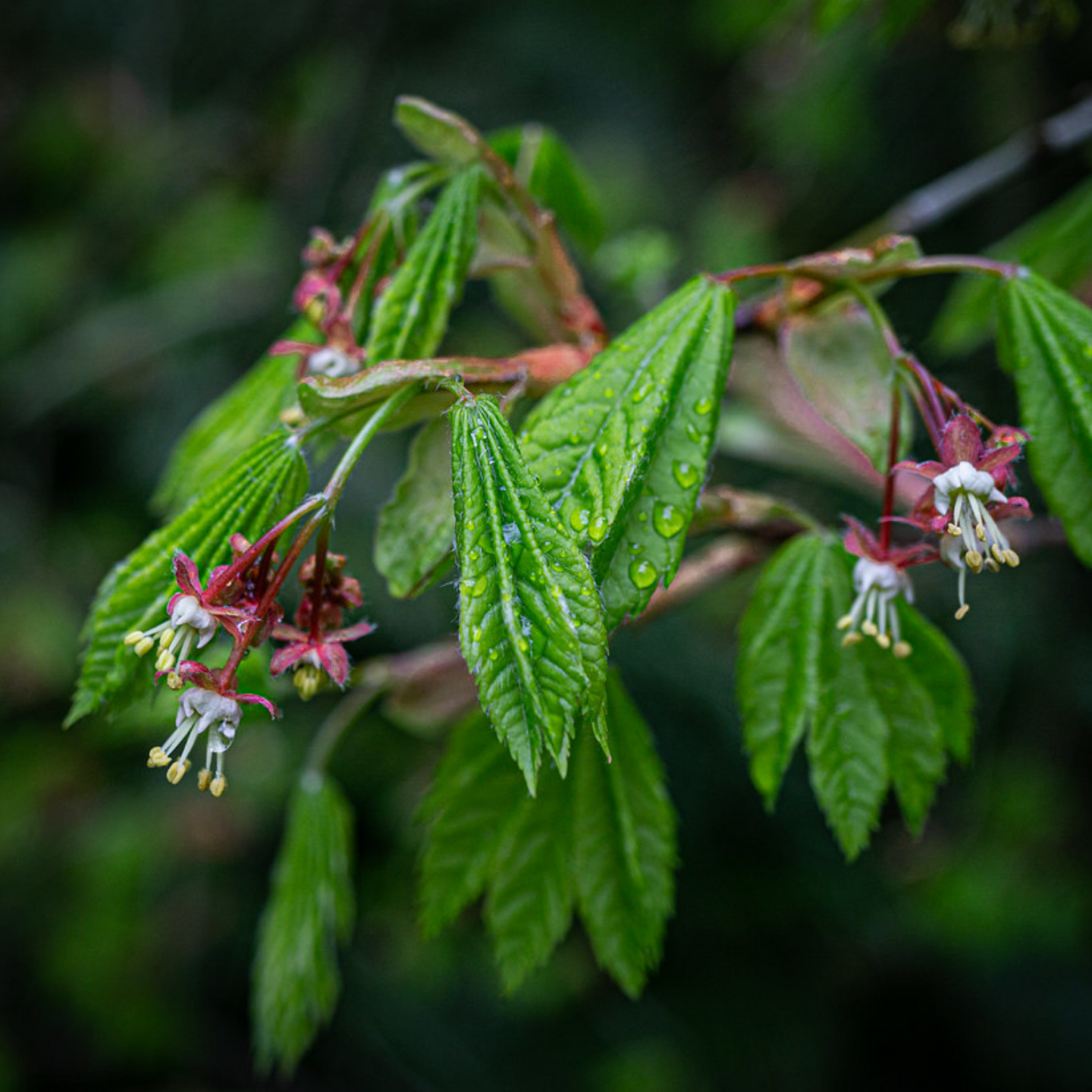 Young leaves and flowers of Vine Maple (Acer circinatum). Another stunning Pacific Northwest native tree available at Sparrowhawk Native Plants Nursery in Portland, Oregon.