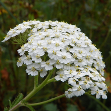Load image into Gallery viewer, Close-up of Western Yarrow (Achillea millefolium). Another stunning Pacific Northwest native plant available at Sparrowhawk Native Plants Nursery in Portland, Oregon.