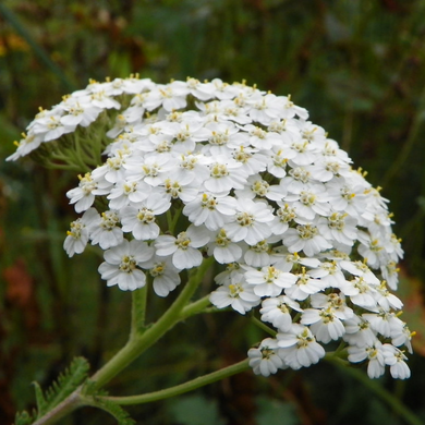 Close-up of Western Yarrow (Achillea millefolium). Another stunning Pacific Northwest native plant available at Sparrowhawk Native Plants Nursery in Portland, Oregon.