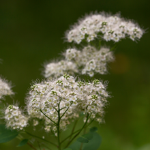 Load image into Gallery viewer, Close-up of birch-leaved spirea flower (Spiraea betulifolia var. lucida). One of the 100+ species of Pacific Northwest native plants, shrubs, and trees available at Sparrowhawk Native Plants Nursery in Portland, Oregon