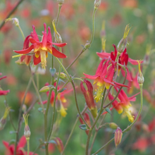 Load image into Gallery viewer, Close-up of red columbine flowers (Aquilegia formosa). One of 100+ species of Pacific Northwest native plants available at Sparrowhawk Native Plants, Native Plant Nursery in Portland, Oregon.