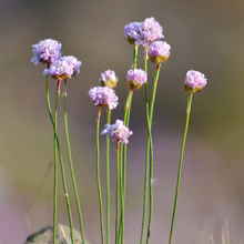 Load image into Gallery viewer, Delicate pink flowers of Thrift Seapink (Armeria maritima). One of 100+ species of Pacific Northwest native plants available at Sparrowhawk Native Plants, Native Plant Nursery in Portland, Oregon.