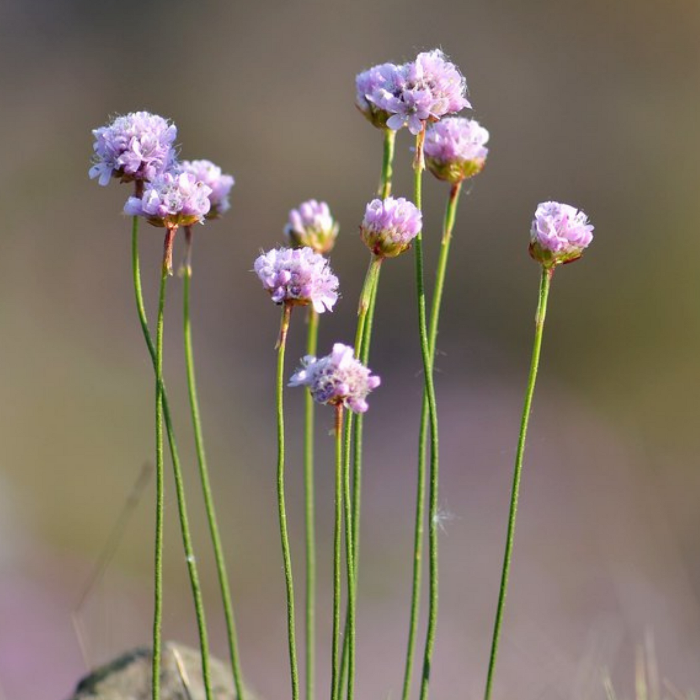 Delicate pink flowers of Thrift Seapink (Armeria maritima). One of 100+ species of Pacific Northwest native plants available at Sparrowhawk Native Plants, Native Plant Nursery in Portland, Oregon.