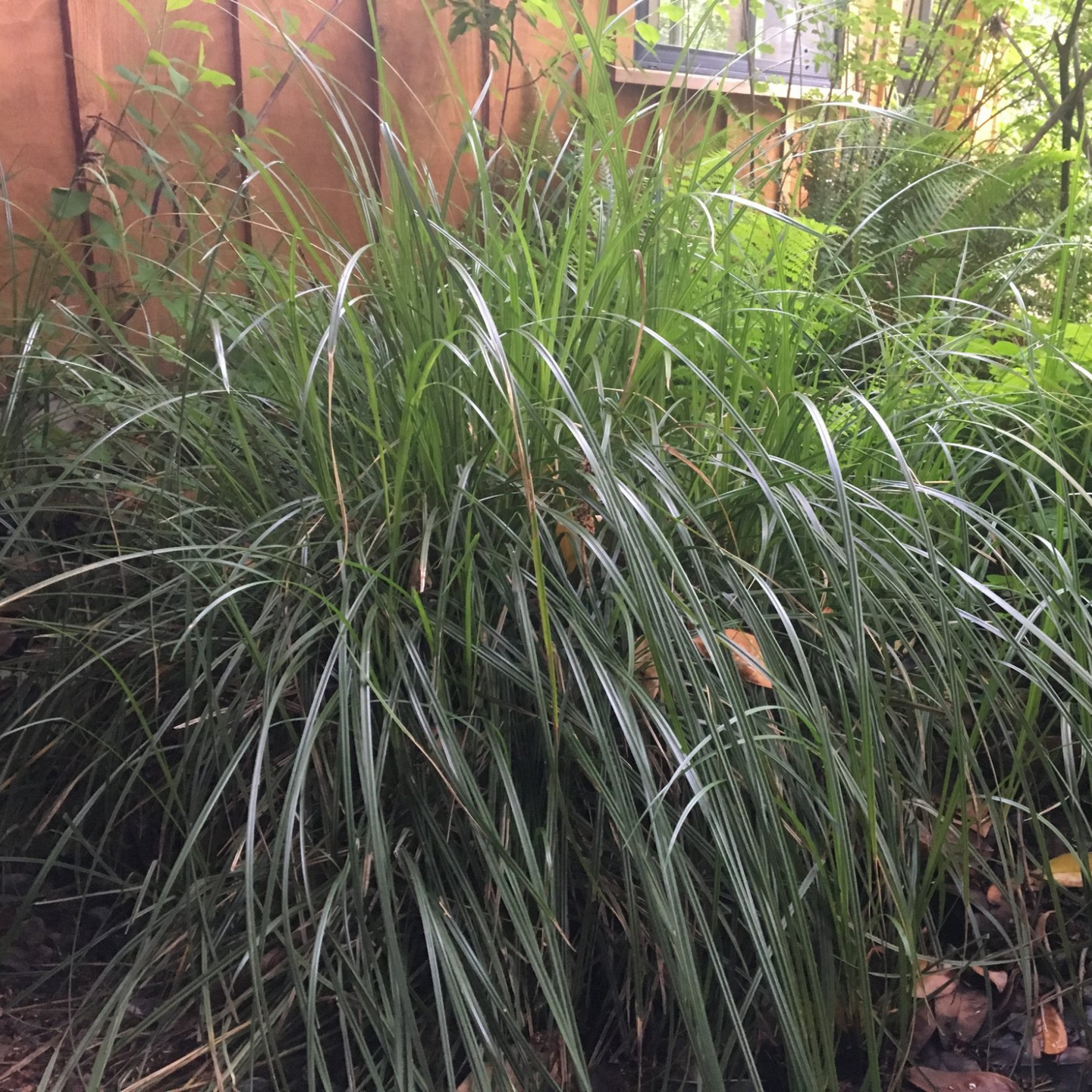 A mature slough sedge plant (Carex obnupta) creates a gorgeous evergreen backdrop in an urban raingarden. One of 150+ species of Pacific Northwest native plants available at Sparrowhawk Native Plants, Native Plant Nursery in Portland, Oregon.