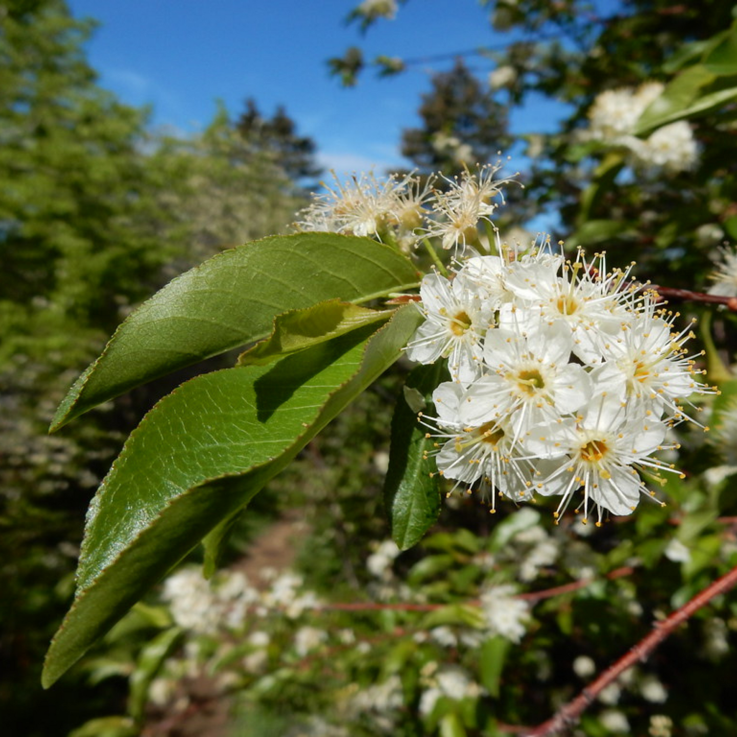 Close-up of the white flower and leaf of Prunus emarginata, Bitter Cherry tree. Another stunning Northwest Native Plant available at Sparrowhawk Native Plants Nursery in Portland, Oregon