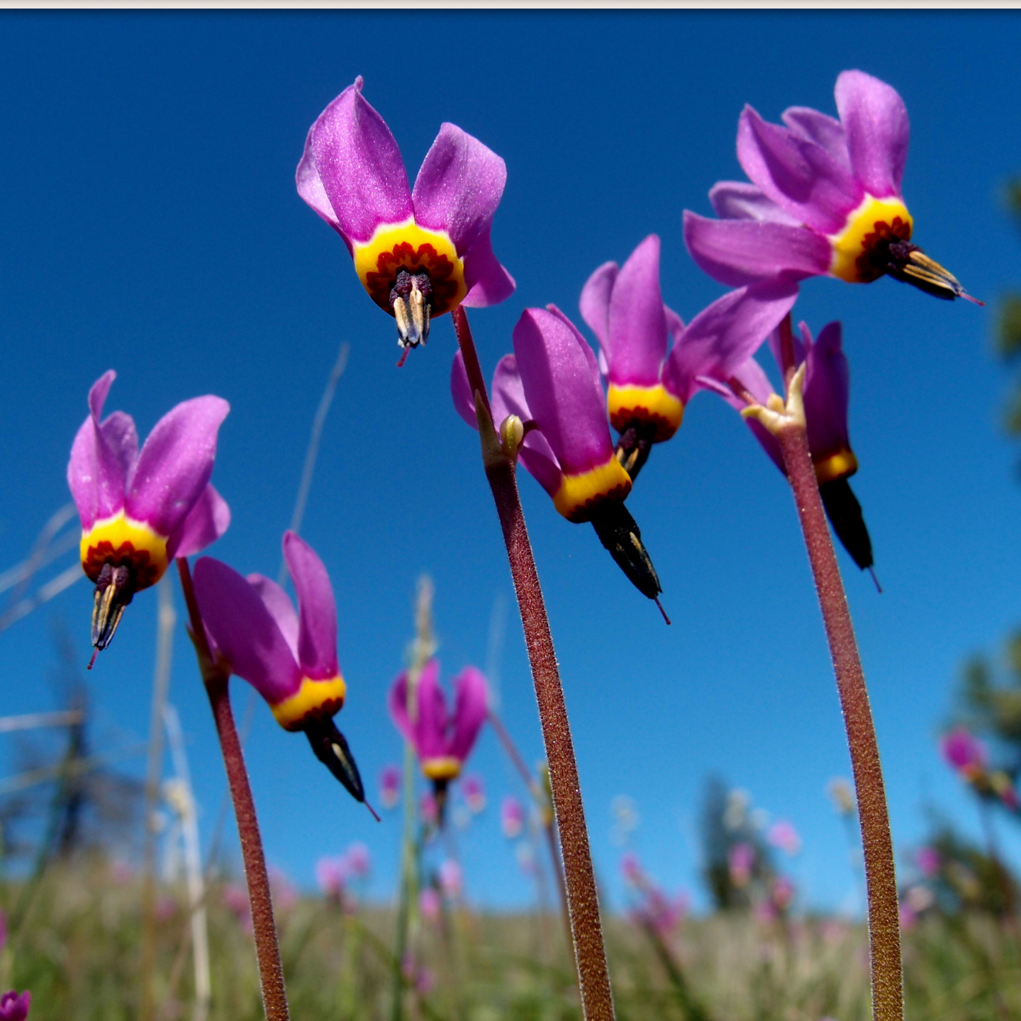 Close-up of the cheerful flowers of broad-leaved or Henderson's shooting star (Dodecatheon hendersonii). One of the 100+ stunning Pacific Northwest native plant available at Sparrowhawk Native Plants Nursery in Portland, Oregon.