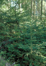 Load image into Gallery viewer, Abies grandis, Grand Fir, Young Fir Trees, Pacific Northwest Native Plants, Oregon, Sparrowhawk Native Plants