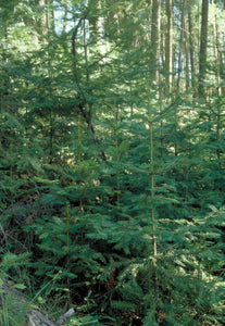 Abies grandis, Grand Fir, Young Fir Trees, Pacific Northwest Native Plants, Oregon, Sparrowhawk Native Plants