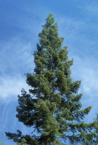 Abies grandis, Grand Fir, Pacific Northwest Native Plants, Oregon, Sparrowhawk Native Plants