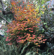 Load image into Gallery viewer, Vine Maple tree with gorgeous autumn color (Acer circinatum). Another stunning Pacific Northwest native tree available at Sparrowhawk Native Plants Nursery in Portland, Oregon.