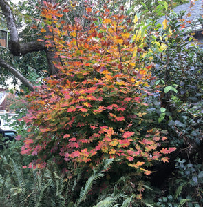 Vine Maple tree with gorgeous autumn color (Acer circinatum). Another stunning Pacific Northwest native tree available at Sparrowhawk Native Plants Nursery in Portland, Oregon.