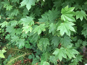 Leaves of Vine Maple (Acer circinatum). Another stunning Pacific Northwest native tree available at Sparrowhawk Native Plants Nursery in Portland, Oregon.