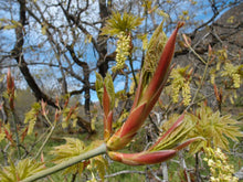 Load image into Gallery viewer, Striking (and edible) buds and flowers of big leaf maple (Acer macrophyllum). Another stunning Northwest Native Plant available at Sparrowhawk Native Plants Nursery in Portland, Oregon