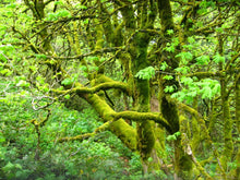 Load image into Gallery viewer, Mature form of a forest-dwelling big leaf maple (Acer macrophyllum), shrouded in moss. One of the stunning Northwest native trees available at Sparrowhawk Native Plants Nursery in Portland, Oregon