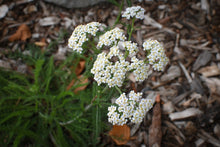 Load image into Gallery viewer, Western Yarrow (Achillea millefolium). Another stunning Pacific Northwest native plant available at Sparrowhawk Native Plants Nursery in Portland, Oregon.