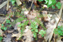 Load image into Gallery viewer, Young Maidenhair Fern uncurls (Adiantum pedatum). Another stunning Pacific Northwest native fern available at Sparrowhawk Native Plants Nursery in Portland, Oregon.