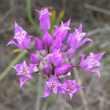 Load image into Gallery viewer, Close-up of the showy purple flower of Hooker&#39;s Onion or Taper Tip Onion (Allium acuminatum). One of 100+ species of Pacific Northwest native plants available at Sparrowhawk Native Plants, Native Plant Nursery in Portland, Oregon.