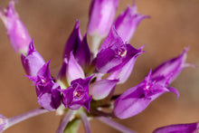 Load image into Gallery viewer, Close-up of the showy purple flower of Hooker&#39;s Onion or Taper Tip Onion (Allium acuminatum). One of 100+ species of Pacific Northwest native plants available at Sparrowhawk Native Plants, Native Plant Nursery in Portland, Oregon.