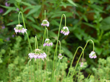 Load image into Gallery viewer, Close-up of nodding nnion flowers (Allium cernuum). Pacific Northwest native plant available at Sparrowhawk Native Plants Nursery in Portland, Oregon.
