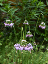 Load image into Gallery viewer, Close-up of nodding nnion flowers (Allium cernuum). Pacific Northwest native plant available at Sparrowhawk Native Plants Nursery in Portland, Oregon.
