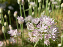 Load image into Gallery viewer, Close-up of the showy white and pink flowers of slim-leaf or narrow-leaf onion (Allium amplectens). One of 100+ species of Pacific Northwest native plants available at Sparrowhawk Native Plants, Native Plant Nursery in Portland, Oregon.