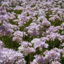 Load image into Gallery viewer, Population of showy white and pink flowers of slim-leaf or narrow-leaf onion (Allium amplectens). One of 100+ species of Pacific Northwest native plants available at Sparrowhawk Native Plants, Native Plant Nursery in Portland, Oregon.