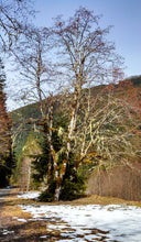 Load image into Gallery viewer, Alnus rubra, Red Alder, Pacific Northwest Native Plants, Oregon Native Tree, Sparrowhawk Native Plants, Portland