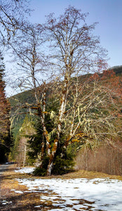 Alnus rubra, Red Alder, Pacific Northwest Native Plants, Oregon Native Tree, Sparrowhawk Native Plants, Portland