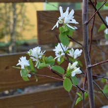 Load image into Gallery viewer, Close-up bright white flowers of Oregon&#39;s native Western Serviceberry (Amelanchier alnifolia). One of 100+ species of Pacific Northwest native plants available at Sparrowhawk Native Plants, Native Plant Nursery in Portland, Oregon.