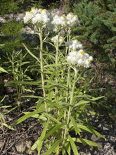 Load image into Gallery viewer, Growth habit of pearly everlasting (Anaphalis margaritacea). One of 100+ species of Pacific Northwest native plants available at Sparrowhawk Native Plants, Native Plant Nursery in Portland, Oregon.
