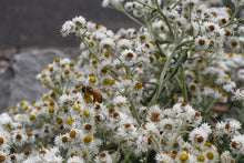 Load image into Gallery viewer, Close-up of bee on pearly everlasting flowers (Anaphalis margaritacea). One of 100+ species of Pacific Northwest native plants available at Sparrowhawk Native Plants, Native Plant Nursery in Portland, Oregon.
