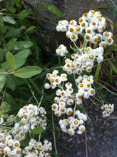 Load image into Gallery viewer, Long-blooming, white flowers of pearly everlasting (Anaphalis margaritacea). One of 100+ species of Pacific Northwest native plants available at Sparrowhawk Native Plants, Native Plant Nursery in Portland, Oregon.