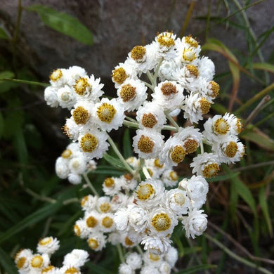 Long-blooming, white flowers of pearly everlasting (Anaphalis margaritacea). One of 100+ species of Pacific Northwest native plants available at Sparrowhawk Native Plants, Native Plant Nursery in Portland, Oregon.